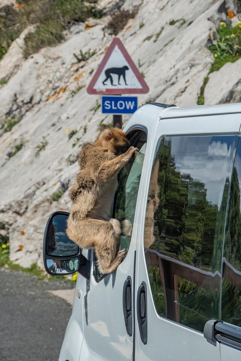 Wildlife Caution